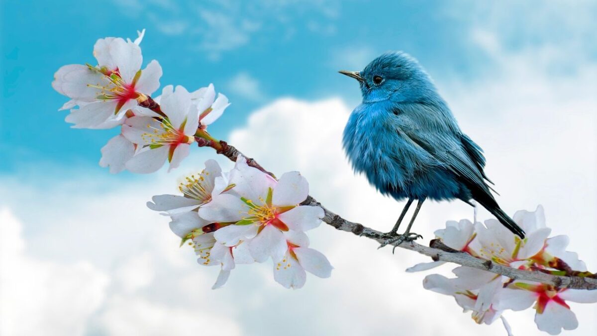 What It Means When a Bluebird Keeps Returning to Your Garden (According to Appalachian Folklore)