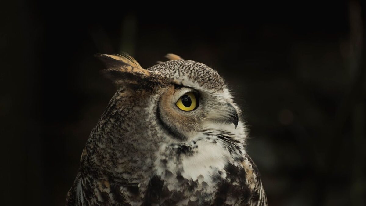 What It Means When an Owl Calls Near Your House at Night (According to Centuries of Folklore)