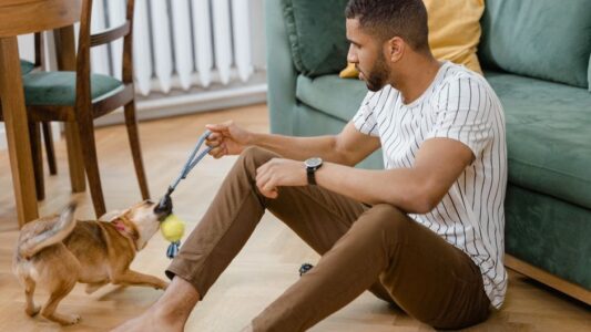 Why Dogs Bring Toys to Upset Humans Is More Fascinating Than Most People Realize