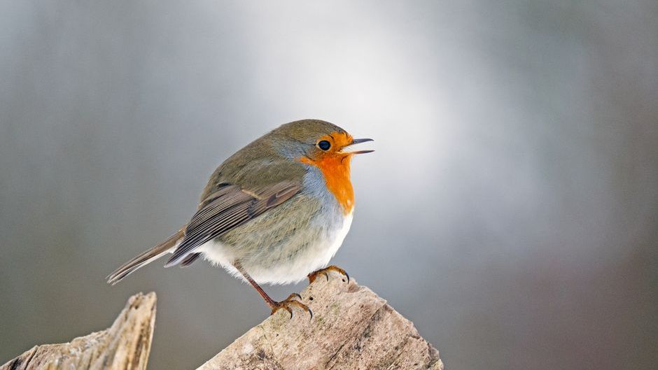 What It Means When You See a Robin on Your Doorstep at Dawn (Old Farmers Never Ignored This)