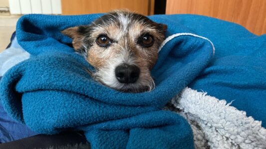 8 Things Your Dog Does Hours Before They Pass Away (That Veterinarians Wish Every Owner Recognized)