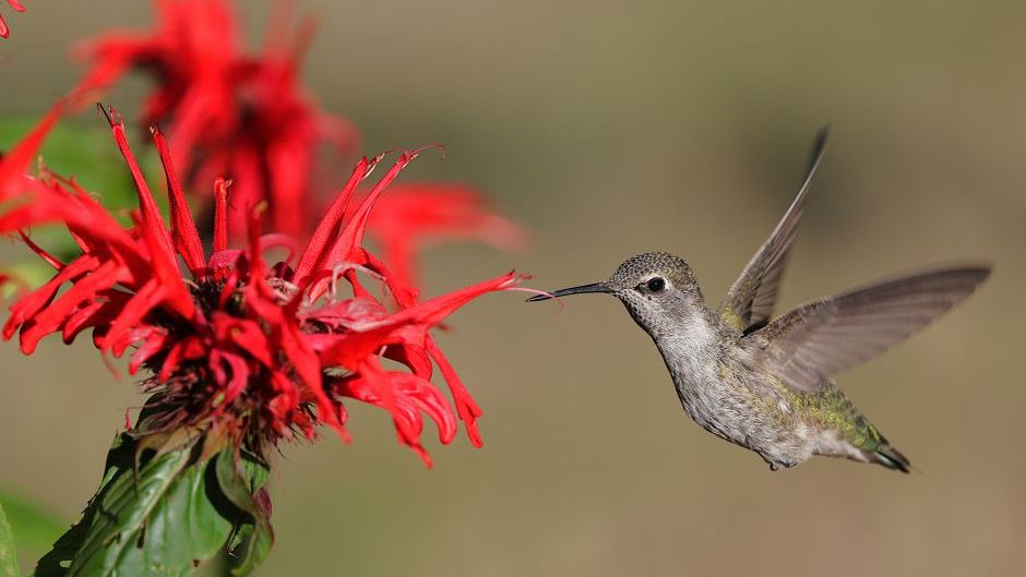 14 Strange Hummingbird Behaviours Experienced Gardeners Say They Wish They Had Understood Sooner