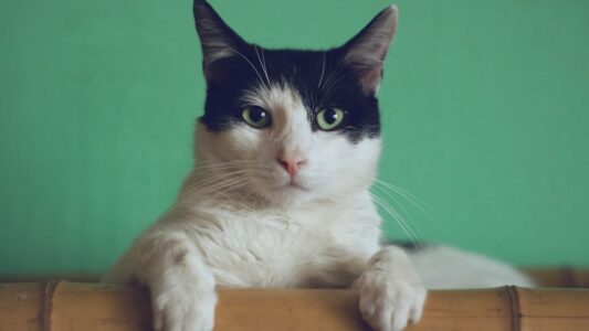 Animal Psychology Says: When Your Cat Brings You Dead Animals, It’s a Teaching Instinct – Not a Test.