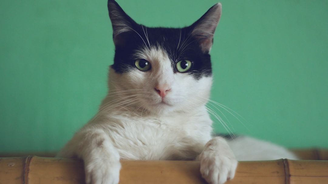 Animal Psychology Says: When Your Cat Brings You Dead Animals, It’s a Teaching Instinct - Not a Test.