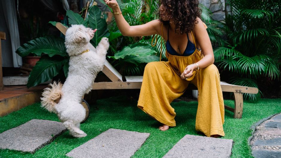 10 Dog Breeds That Refuse to Eat When Their Owner Is Sick (Vets Call It 'Empathic Fasting')