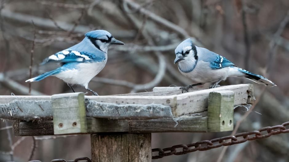 Why Blue Jays Scream When They See Certain People (Ornithologists Just Discovered the Pattern)