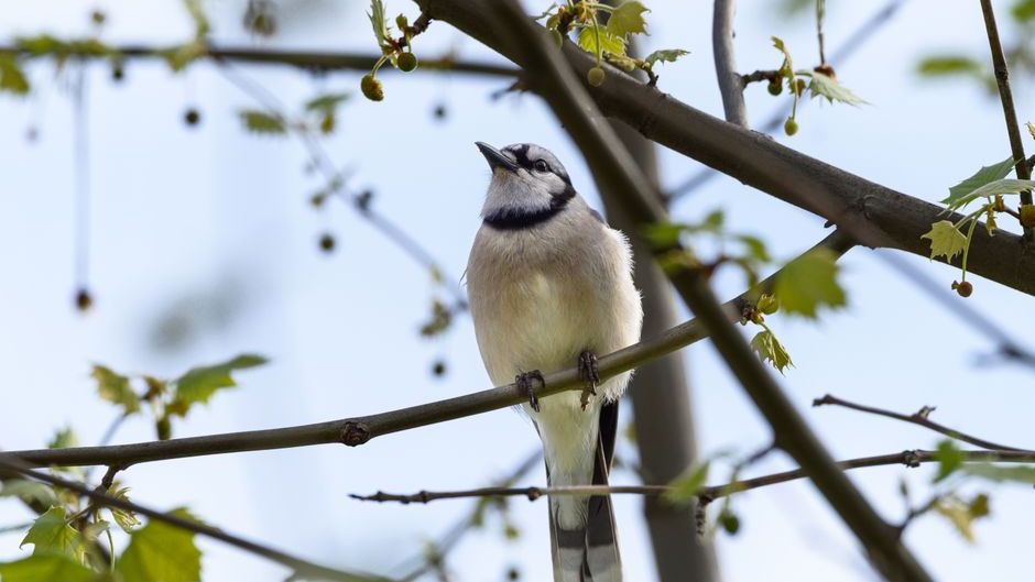 What It Means When Blue Jays Start Screaming at Dawn in Your Yard (Naturalists Have Tracked This Behavior for Decades)