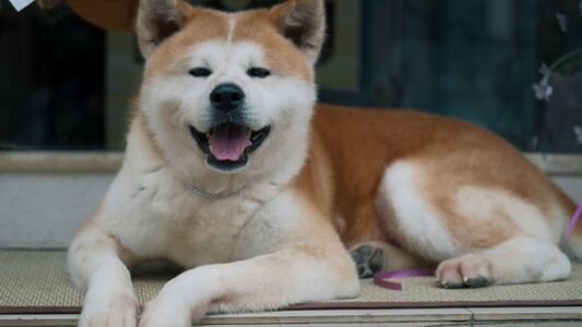 The 7 Dog Breeds Veterinarians Say Hold Grudges Longer Than Any Other Animal