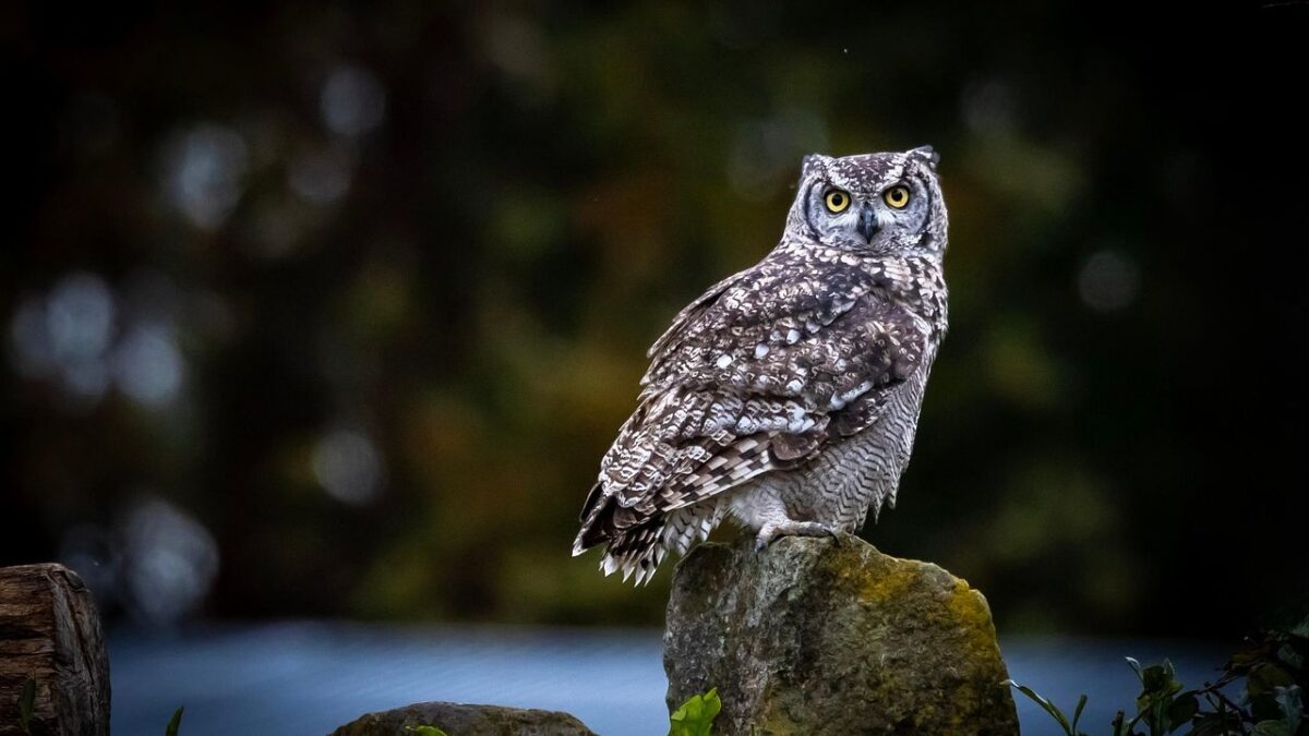 Folklore Experts Say When Owls Land on Your Roof Three Nights in a Row, Your Ancestors Are Trying to Warn You