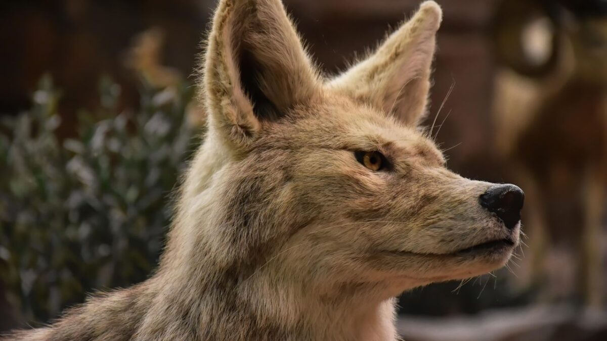 11 Things Coyotes Do Right Before They Enter A Neighborhood (Wildlife Officers Want You To Know This)