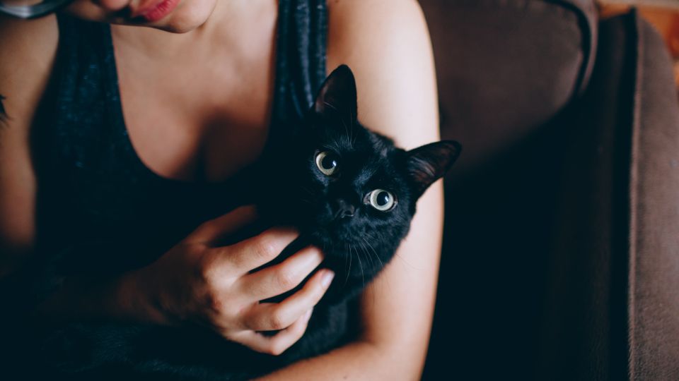 Which Zodiac Sign Your Cat Was Born Under (And Why It Explains Everything About Their Personality)