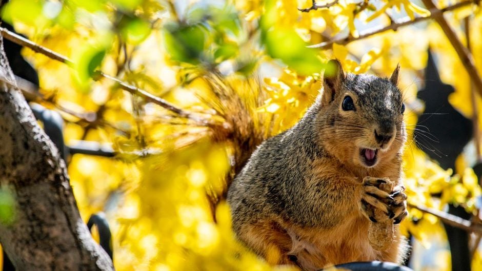 The One Sound Squirrels Make That Means a Predator Is Watching Your House Right Now