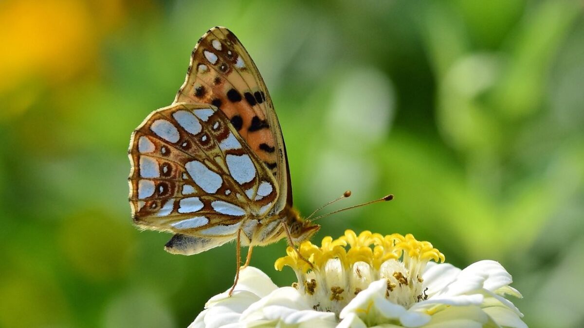 8 Backyard Animals That Appear More Often When Someone You Love Is Thinking About You (According to Global Folklore)
