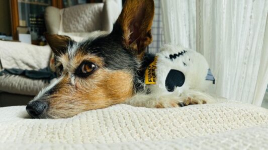 Veterinary Behaviorists Say When Your Dog Brings You Their Toy at Exactly 3 AM, They&rsquo;re Processing Trauma From Their Past