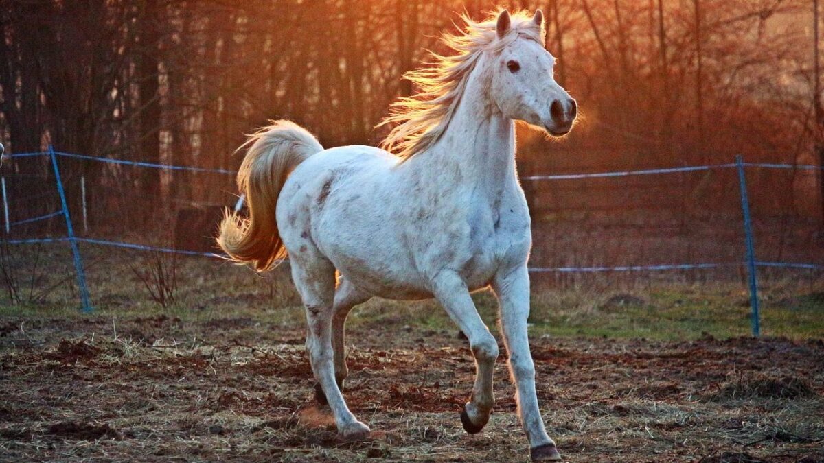 13 Things Experienced Horse Owners Know After Year One That Nobody Warned Them About