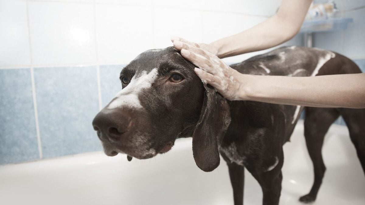 13 Dog Breeds Experienced Groomers Quietly Stopped Recommending to First-Time Owners After Seeing Too Many Heartbroken Families