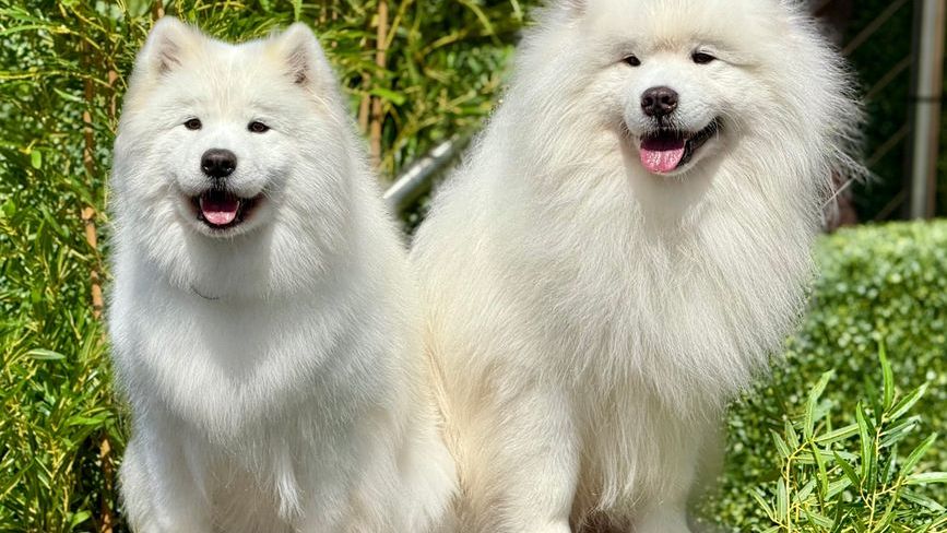 13 Dog Breeds Experienced Groomers Quietly Stopped Recommending to First-Time Owners After Seeing Too Many Heartbroken Families