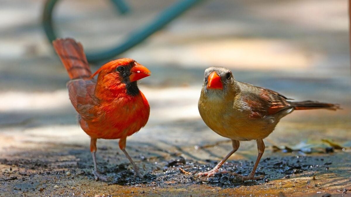The Hidden Reason Cardinals Always Travel in Pairs During Winter (Native American Trackers Noticed This 400 Years Ago)