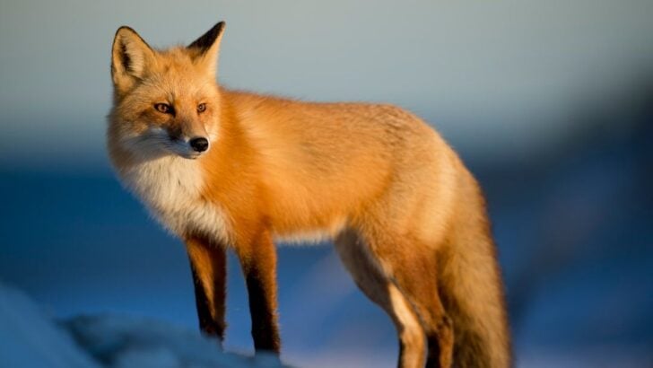 What It Means When You See a Fox Sitting Outside Your Door at Sunrise (According to Wildlife Experts)