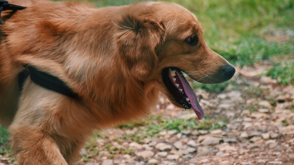 8 Sounds Your Dog Makes That Mean 'Something Is Seriously Wrong' (Most Owners Ignore #4)