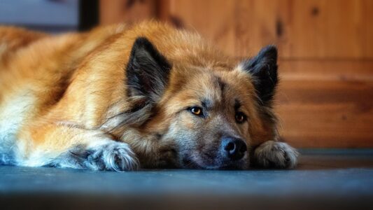 14 Signs Your Dog Is Still Fighting to Stay With You &ndash; Most Owners Miss Them Entirely