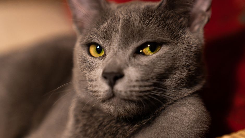 The Cat Breed Each Myers-Briggs Personality Type Would Be If They Were Feline