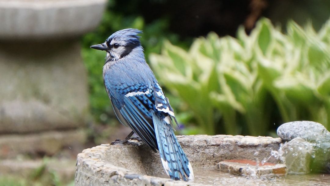 Why Blue Jays Scream at Your Windows in Early Spring (And What They're Actually Trying to Tell You)