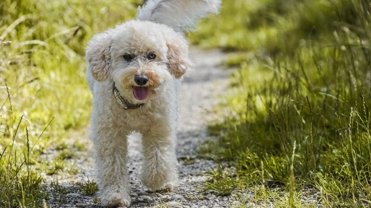 12 Dog Breeds That Sense When You're About to Cry Before You Even Know It Yourself