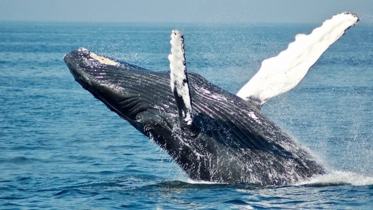 What Happened When Scientists Played Recordings of Dead Whales to Their Former Pods (The Response Shocked Researchers)