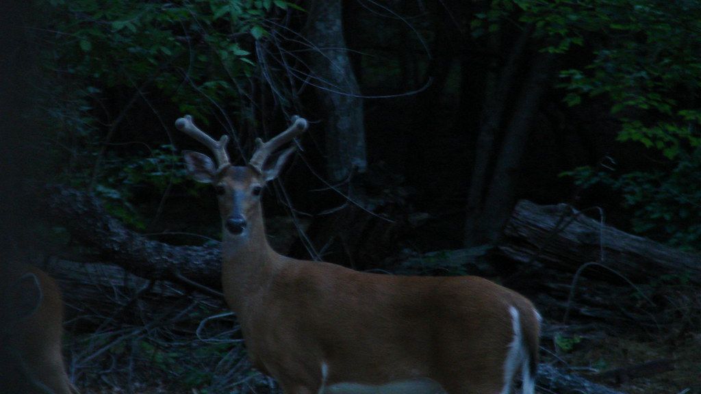 What It Means When You See a Deer Standing Perfectly Still Staring at Your House at 3 AM
