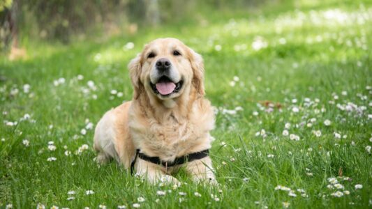 The 7 Dog Breeds That Can Sense When You&rsquo;re About to Have a Medical Emergency (And the 3 Warning Signs They Give)