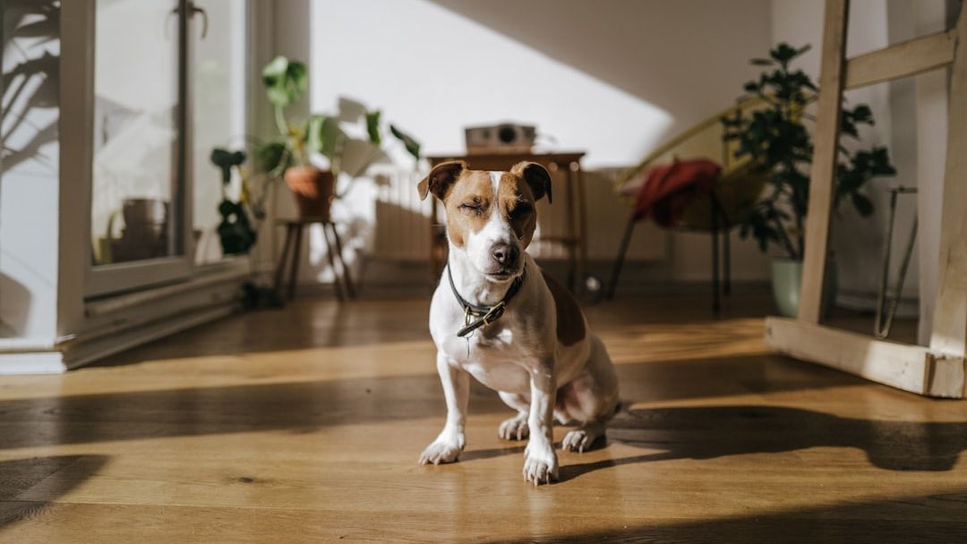When Your Dog Suddenly Refuses to Enter a Favorite Room, It’s Not Stubbornness - They Are Sensing Environmental or Behavioral Changes You Can’t