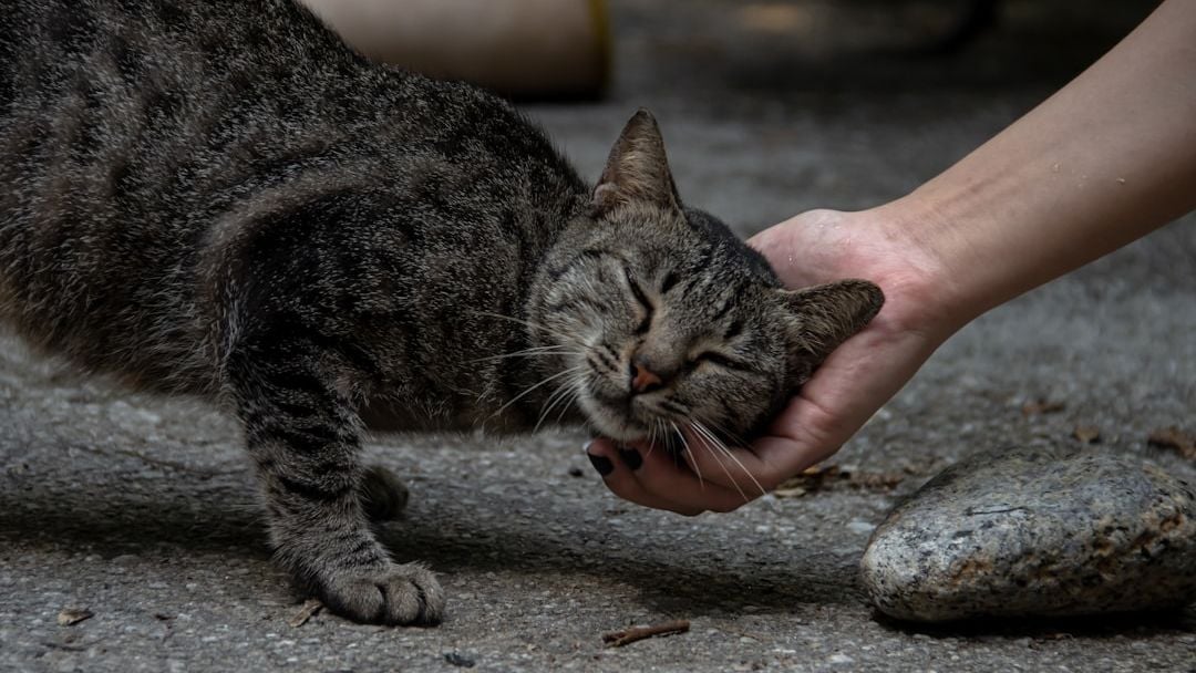 5 Signs Your Cat Secretly Adores You