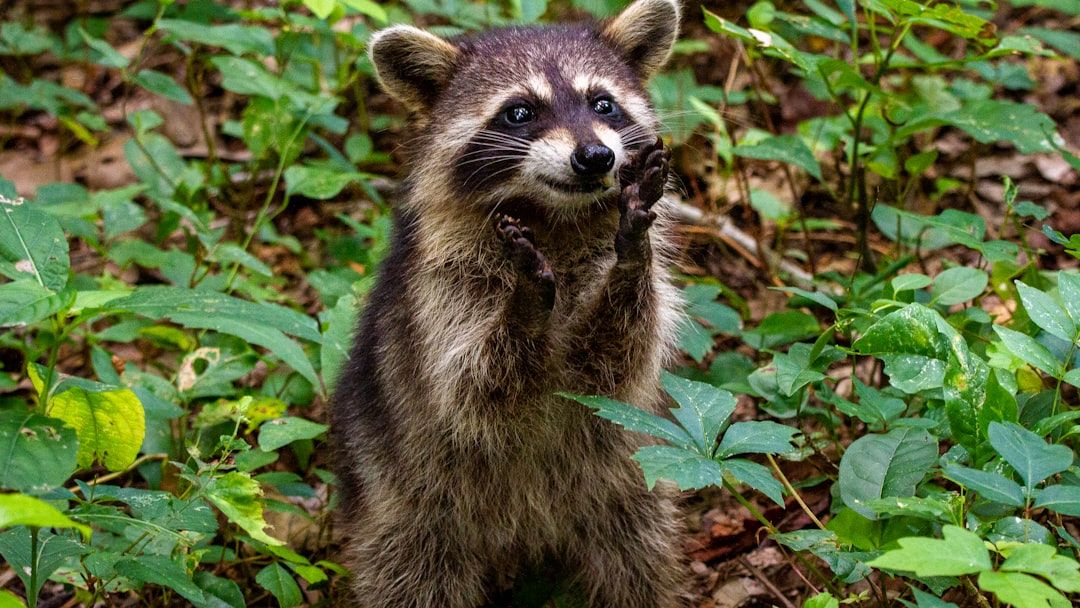 The Most Misunderstood Animals in North America