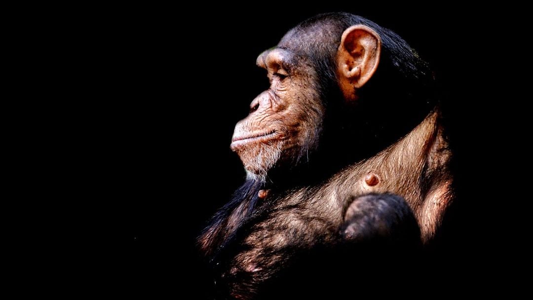13 Animals Vets Say Form Attachments So Strong That Separation Causes Genuine Grief
