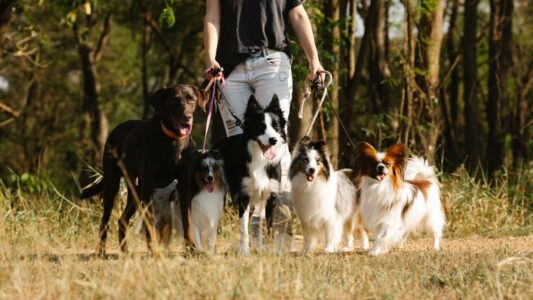 Psychology Says Dogs Who Quietly Move to Another Room Aren&rsquo;t Rejecting You &ndash; They May Be Seeking Comfort in Their Own Way