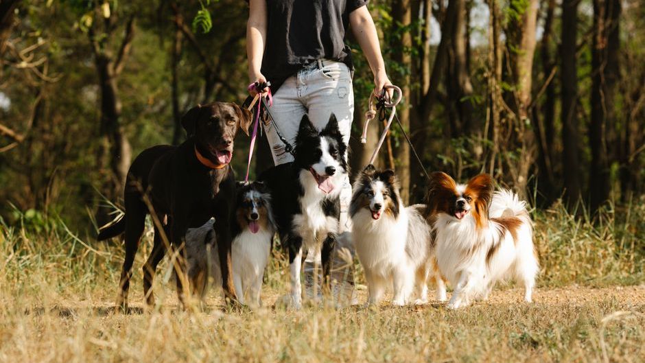 Psychology Says Dogs Who Quietly Move to Another Room Aren't Rejecting You - They May Be Seeking Comfort in Their Own Way