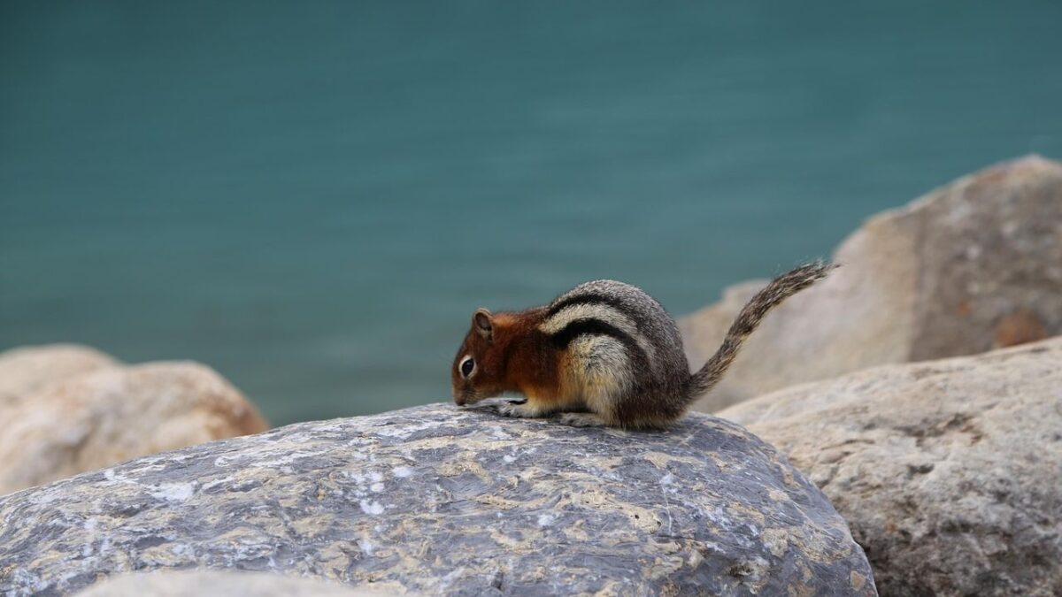 8 Things Squirrels Do Right Before Winter That Your Neighbors Are Too Busy to Notice