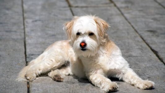 The Real Reason Dogs Bark at Nothing in Empty Hallways at Night (And Why You Should Never Ignore It)