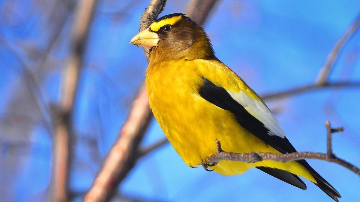 11 Backyard Birds That Disappeared From America in the Last 30 Years (And the Alarming Reason Why)