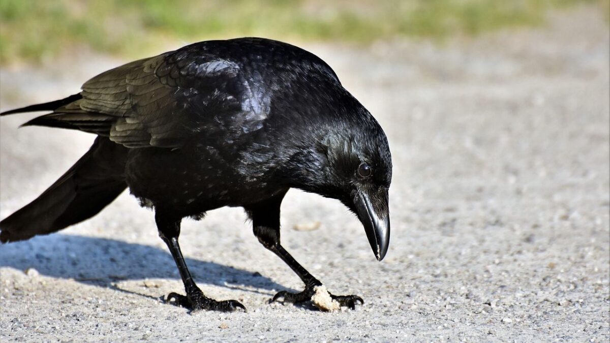 What It Means When Crows Leave Gifts on Your Porch (Ornithologists Tracked 89 Cases and Found This Pattern)