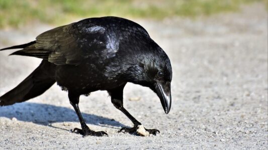 What It Means When Crows Leave Gifts on Your Porch (Ornithologists Tracked 89 Cases and Found This Pattern)