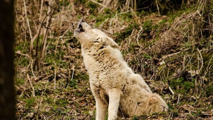 What It Means When Coyotes Gather and Cry Out Under a Full Moon