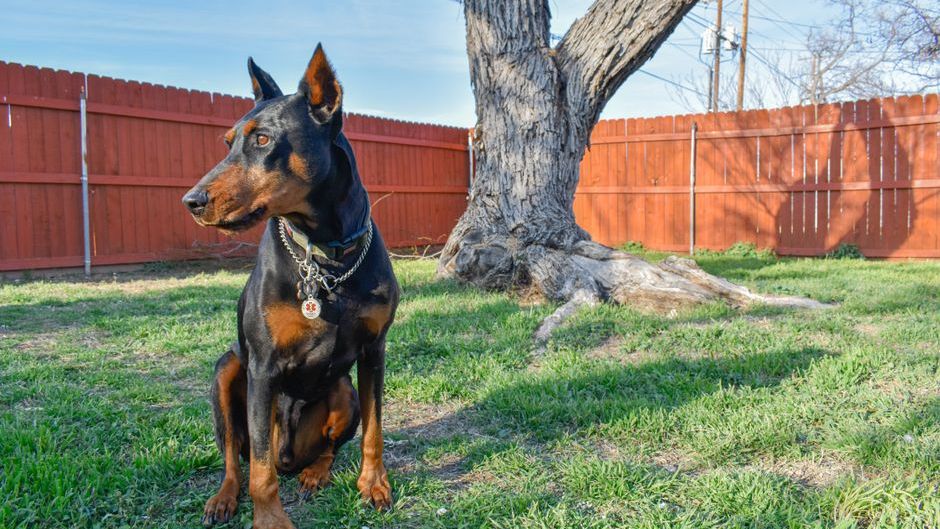 10 Dog Breeds That Match the Protective Nature of Earth Signs
