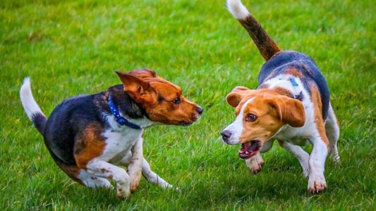 Your Zodiac Sign Reveals the Dog Breed You&rsquo;d Trust With Your Heart