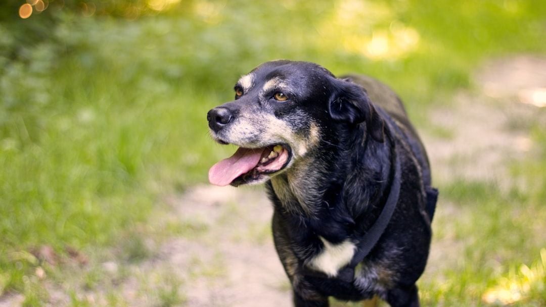 16 Small Signs Your Dog Is Slowing Down That Most Owners Miss Until It's Too Late to Act