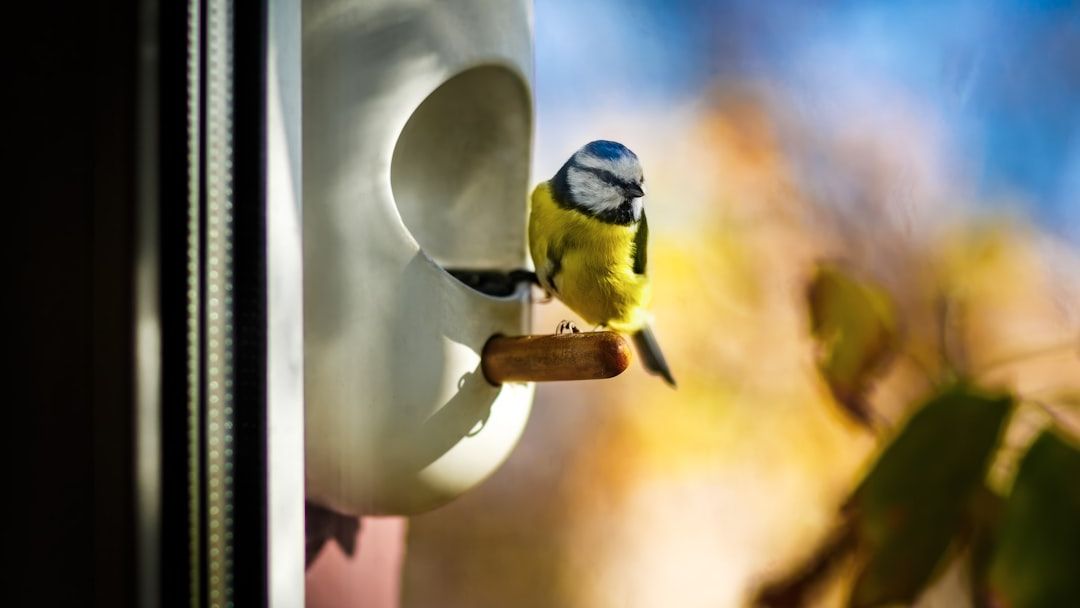 15 Things Backyard Bird Experts Say Are Silently Driving Every Bird Away From Your Garden