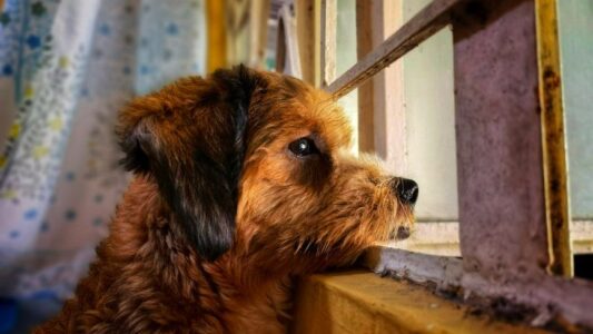 14 Dog Behaviours Rescue Workers Quietly Notice the Moment a Dog Arrives That Tell Them Everything