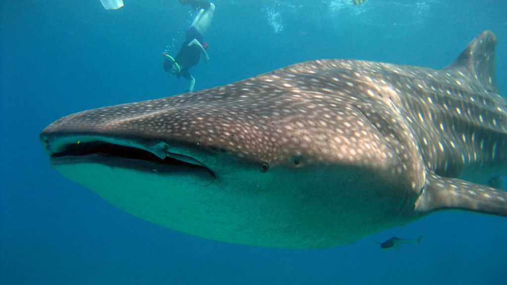 10 Best Marine Life Snorkeling Spots in The World