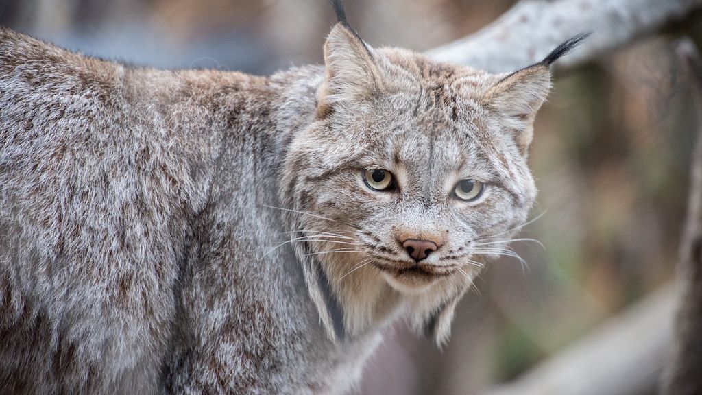 10 Animals That Can Survive the Coldest US Winters